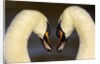 Mute Swan Pair During Their Courtship Ritual by Anonymous