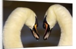 Mute Swan Pair During Their Courtship Ritual by Anonymous