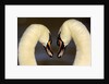 Mute Swan Pair During Their Courtship Ritual by Anonymous