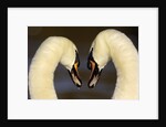 Mute Swan Pair During Their Courtship Ritual by Anonymous