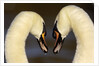 Mute Swan Pair During Their Courtship Ritual by Anonymous