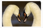Mute Swan Pair During Their Courtship Ritual by Anonymous