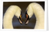 Mute Swan Pair During Their Courtship Ritual by Anonymous