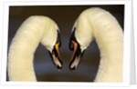 Mute Swan Pair During Their Courtship Ritual by Anonymous