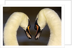 Mute Swan Pair During Their Courtship Ritual by Anonymous