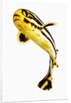 Juvenile Oriental sweetlip fish by Anonymous