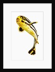 Juvenile Oriental sweetlip fish by Anonymous