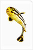 Juvenile Oriental sweetlip fish by Anonymous