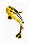 Juvenile Oriental sweetlip fish by Anonymous