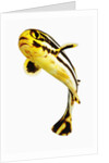 Juvenile Oriental sweetlip fish by Anonymous
