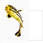 Juvenile Oriental sweetlip fish by Anonymous