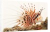 Spotfin lionfish by Anonymous