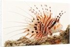 Spotfin lionfish by Anonymous