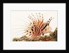 Spotfin lionfish by Anonymous
