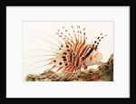 Spotfin lionfish by Anonymous