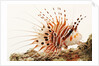 Spotfin lionfish by Anonymous