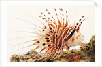Spotfin lionfish by Anonymous