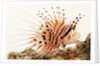 Spotfin lionfish by Anonymous