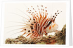Spotfin lionfish by Anonymous