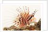 Spotfin lionfish by Anonymous