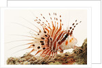Spotfin lionfish by Anonymous