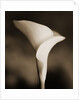 Calla Lily by Tom Marks