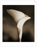 Calla Lily by Tom Marks