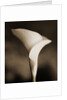 Calla Lily by Tom Marks