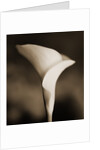 Calla Lily by Tom Marks