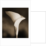 Calla Lily by Tom Marks