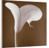 Calla Lily by Tom Marks