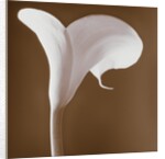 Calla Lily by Tom Marks