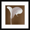 Calla Lily by Tom Marks