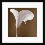 Calla Lily by Tom Marks