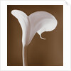 Calla Lily by Tom Marks