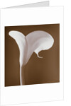 Calla Lily by Tom Marks
