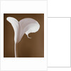 Calla Lily by Tom Marks