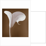 Calla Lily by Tom Marks