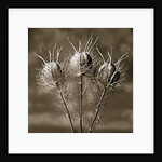 Aliens from the Garden by Tom Marks