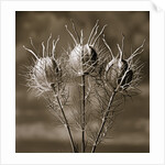 Aliens from the Garden by Tom Marks