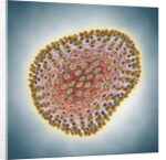 A(H1N1) (Swine flu) virus illustration by Anonymous