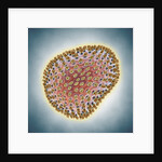 A(H1N1) (Swine flu) virus illustration by Anonymous