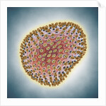 A(H1N1) (Swine flu) virus illustration by Anonymous