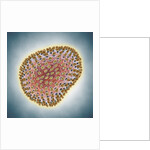 A(H1N1) (Swine flu) virus illustration by Anonymous