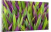 Colorful Plant in Palau by Anonymous