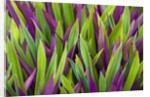Colorful Plant in Palau by Anonymous