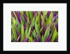 Colorful Plant in Palau by Anonymous
