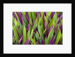 Colorful Plant in Palau by Anonymous