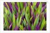 Colorful Plant in Palau by Anonymous