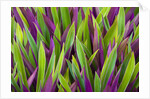Colorful Plant in Palau by Anonymous